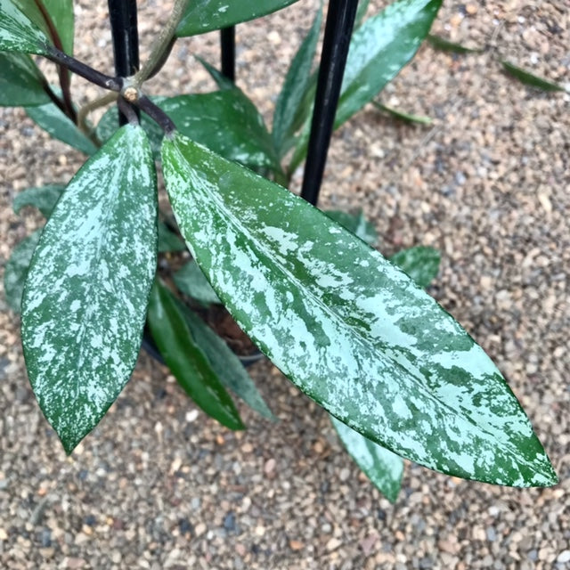 Hoya pubicalyx 'Chinese Black' H407