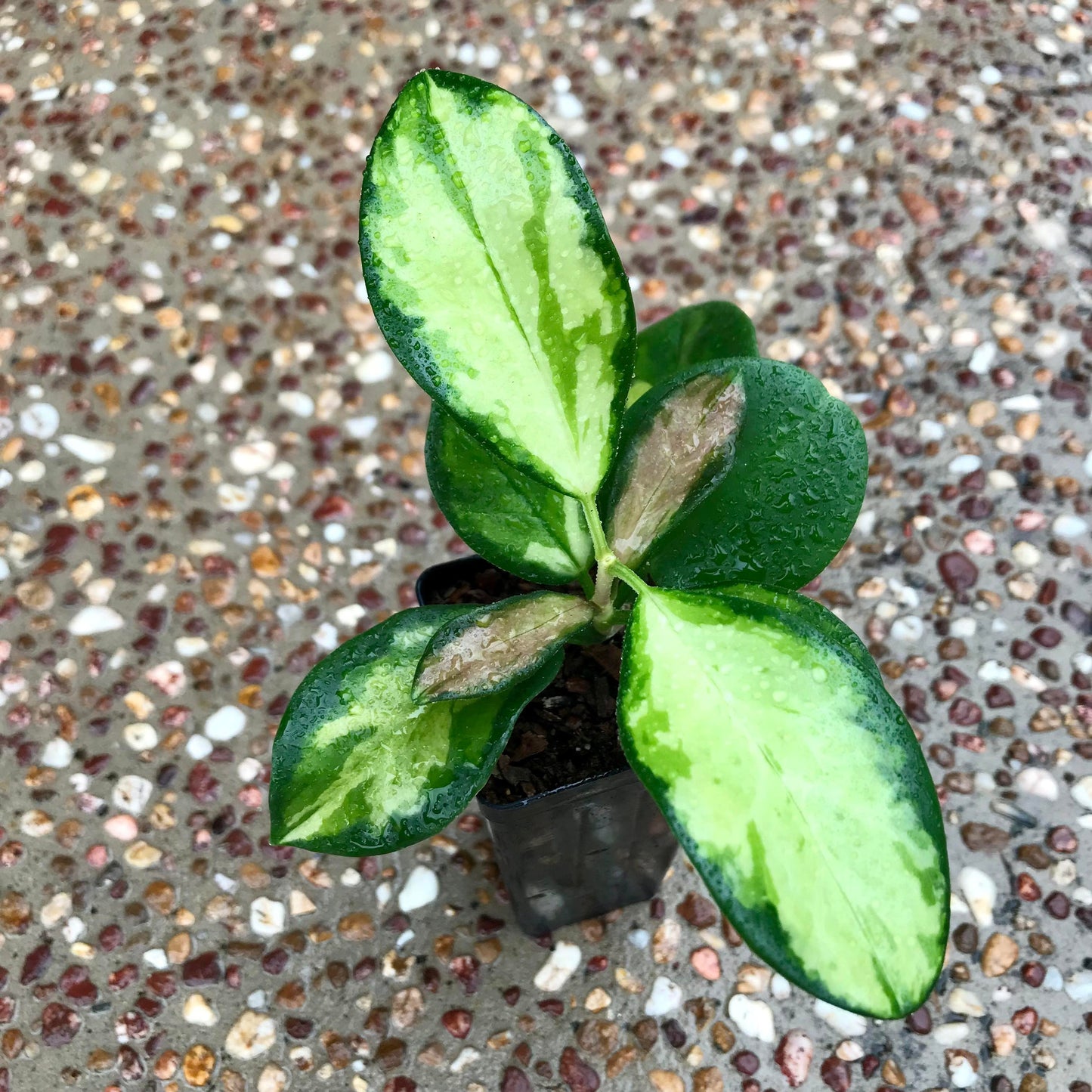 shopify auction