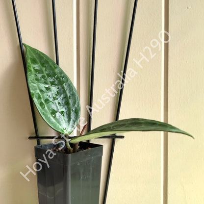 Hoya aff. latifolia H290