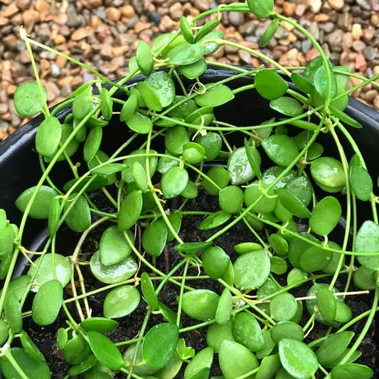Dischidia sp. IPPS6675 IML 1221 D16