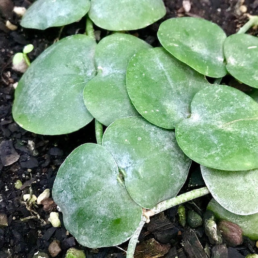 Dischidia melanesica Kole Point IML 0944 D1