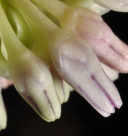 Dischidia cleistantha D31