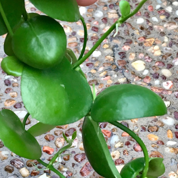 Dischidia major 'Rattle Skulls' D28 - Hoya Store Australia