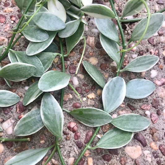 Dischidia oiantha variegata D34