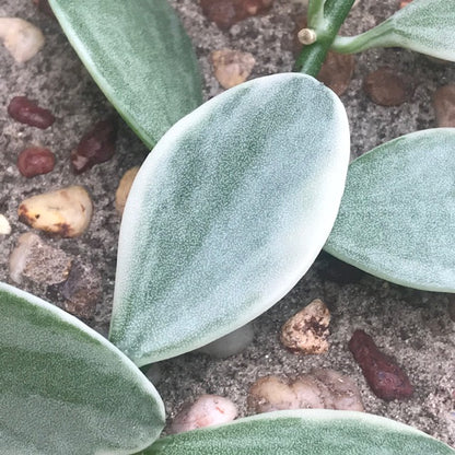 Dischidia oiantha variegata D34