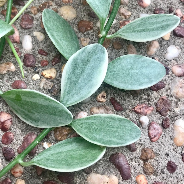 Dischidia oiantha variegata D34