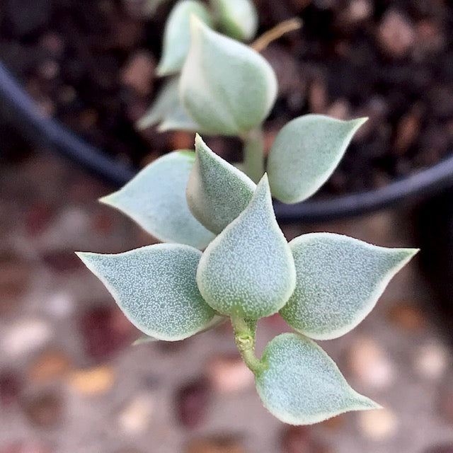 Dischidia ruscifolia albomarginata D36