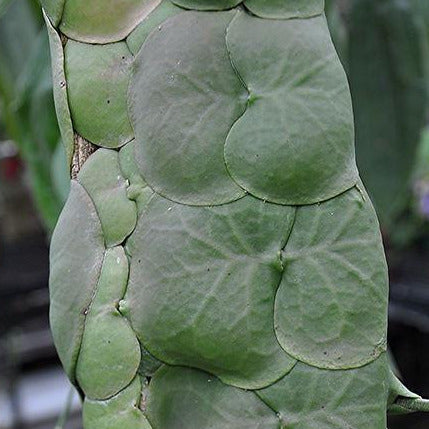 Dischidia platyphylla Solomon Islands IML 0117 D5