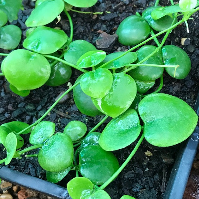 Dischidia aff. imbricata Omea IML 1079 D8