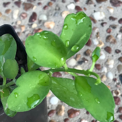 Dischidia oiantha (ironinensis) IML 0836 D10