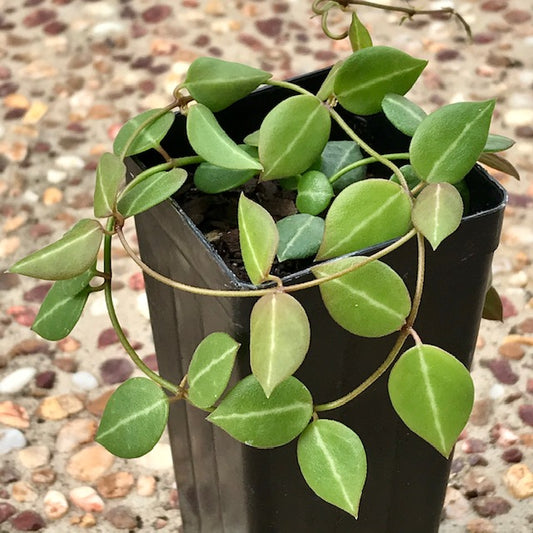 Dischidia ovata - tiny leaf IML 0549 D12