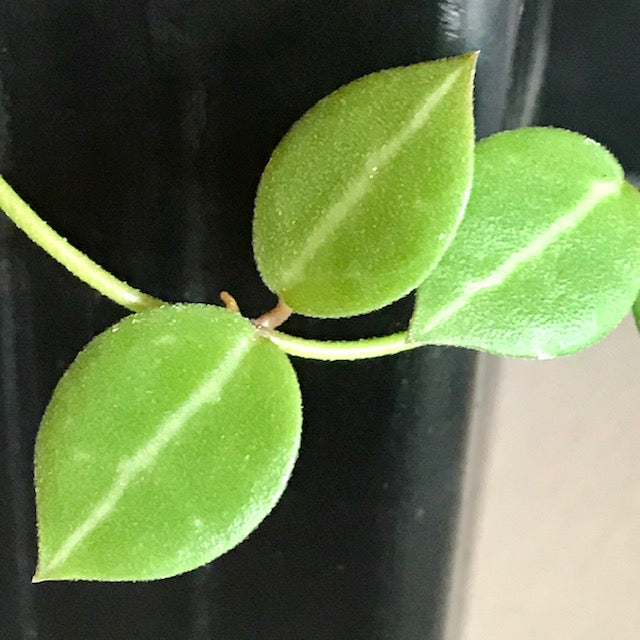 Dischidia ovata - tiny leaf IML 0549 D12