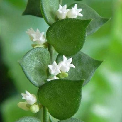 Dischidia ruscifolia D18