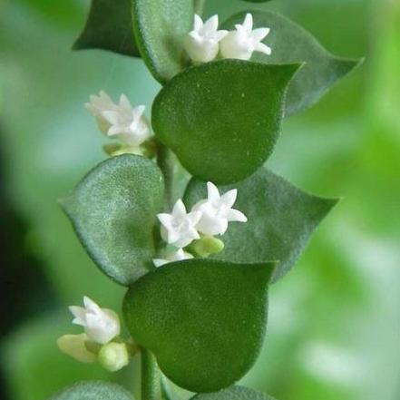 Dischidia ruscifolia D18