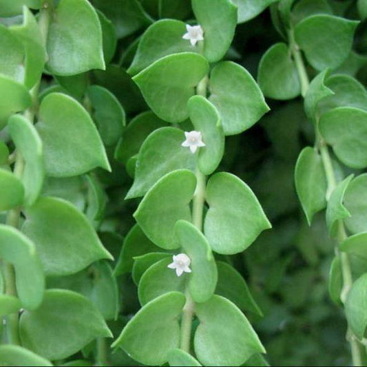 Dischidia ruscifolia D18