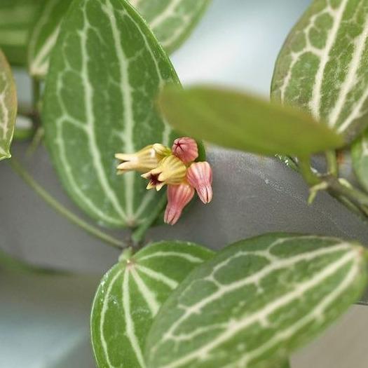 Dischidia ovata D21
