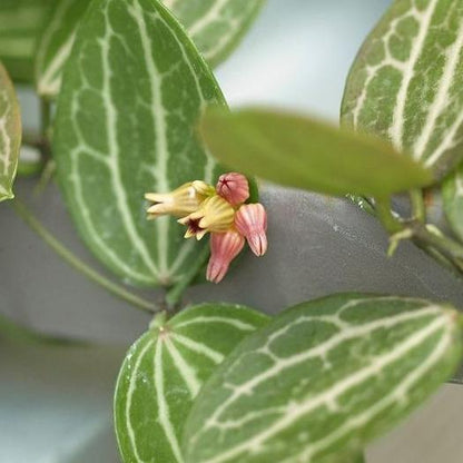 Dischidia ovata D21