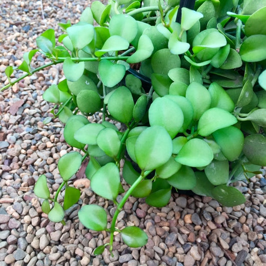 Dischidia sp. Geri D22