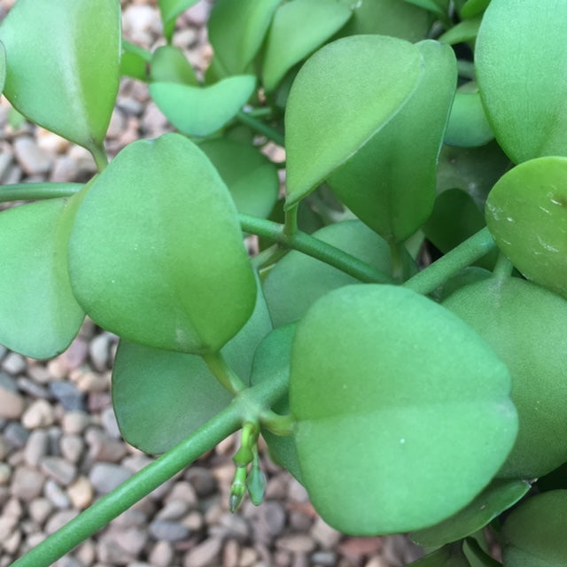 Dischidia sp. Geri D22