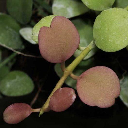 Dischidia sp. Geri D22