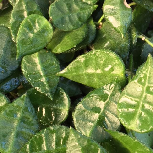 Dischidia hirsuta D23