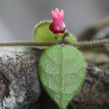 Dischidia hirsuta D23