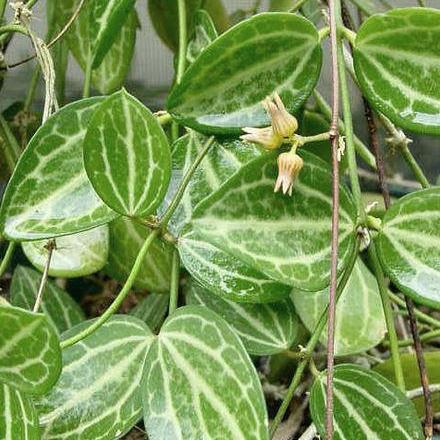 Dischidia ovata D21