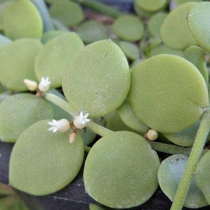 Dischidia nummularia - thin leaf D19