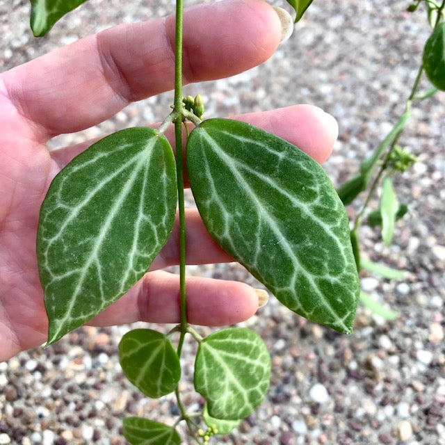 Dischidia ovata - large leaf D25