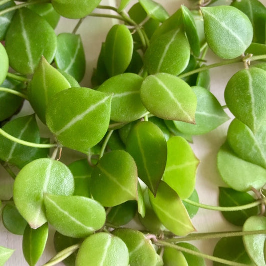 Dischidia ovata - round leaf D29
