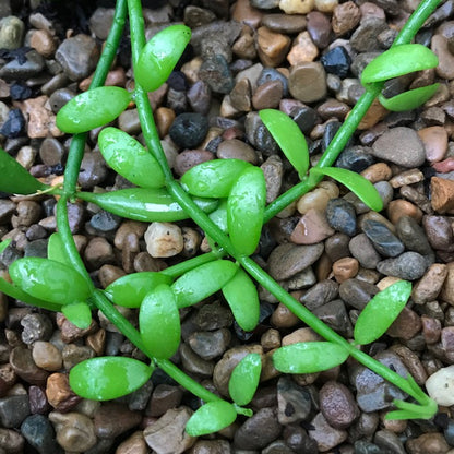 Dischidia bengalensis D30
