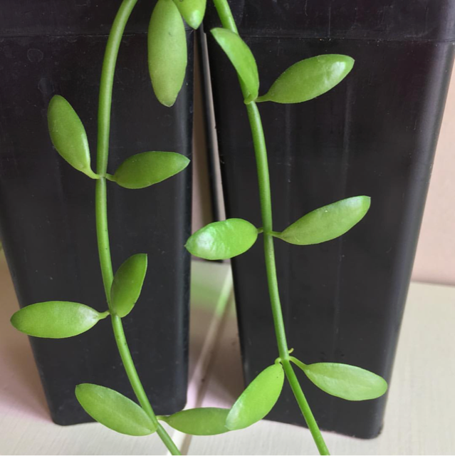 Dischidia litoralis Iron Ra. IML 1906 D6