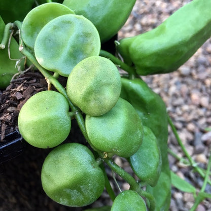 Dischidia major 'Rattle Skulls' D28