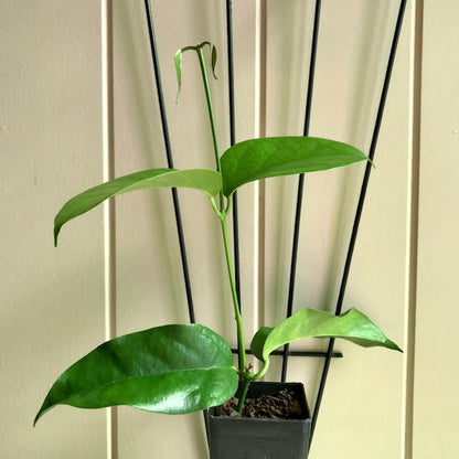 Hoya fraterna IML 1676 H100
