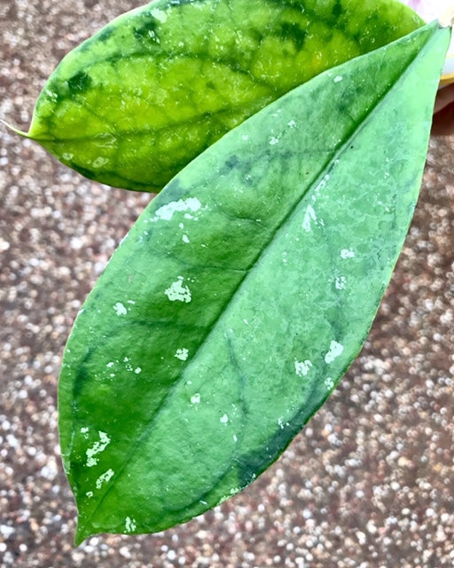 Hoya juannguoiana IML 1604 H104