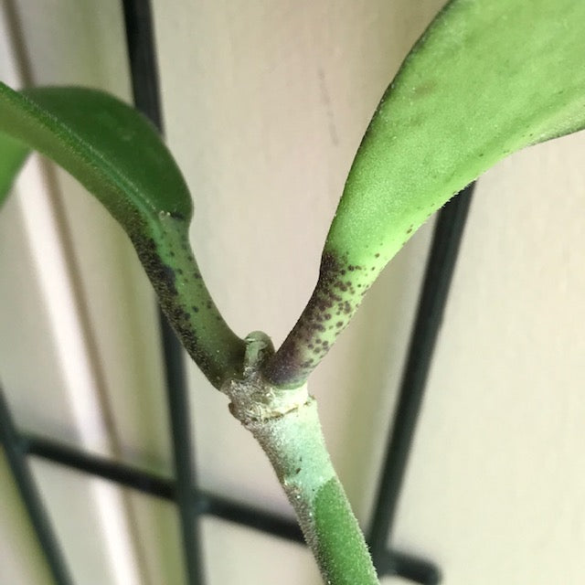 Hoya kerrii pubescent IML 0784 H105