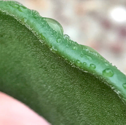 Hoya kerrii pubescent IML 0784 H105