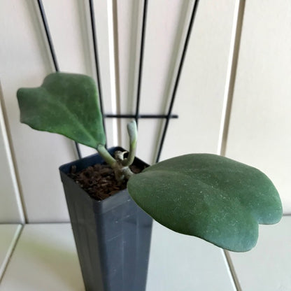 Hoya kerrii pubescent IML 0784 H105