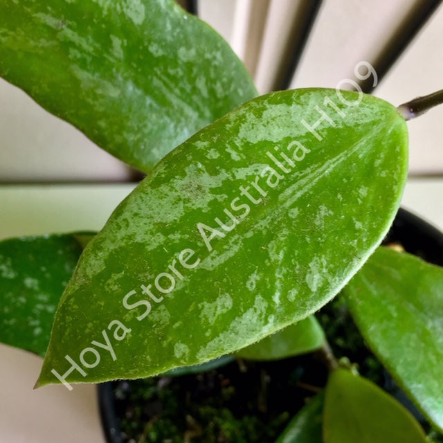 Hoya memoria IML 0107 H109