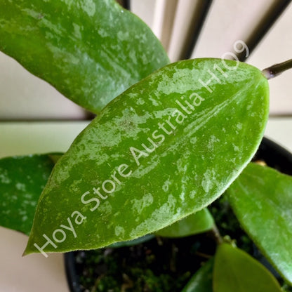 Hoya memoria IML 0107 H109