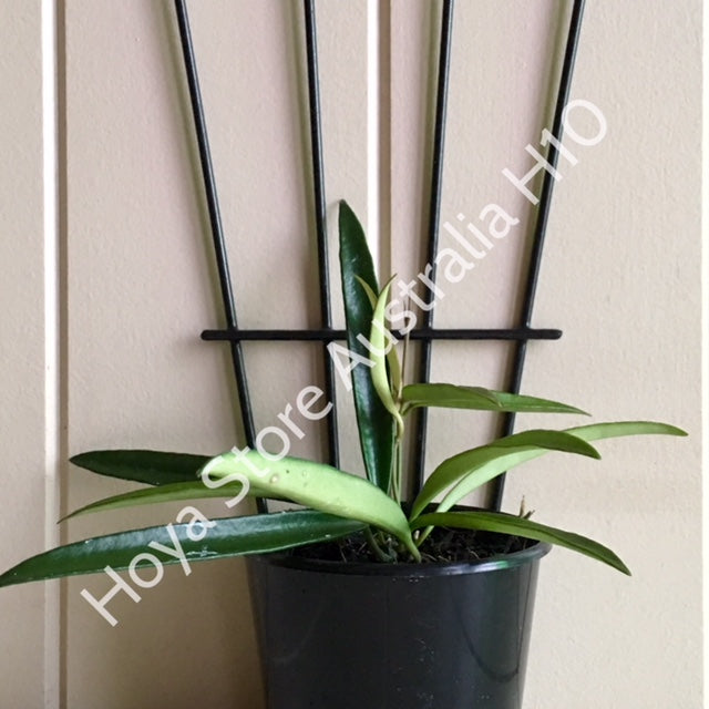 Hoya kentiana H10