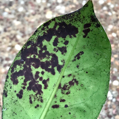 Hoya mitrata IML 1563 H110