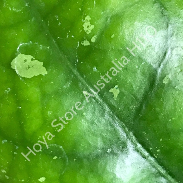 Hoya mitrata IML 1563 H110
