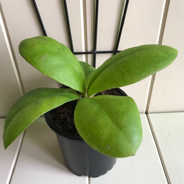 Hoya mitrata IML 1563 H110