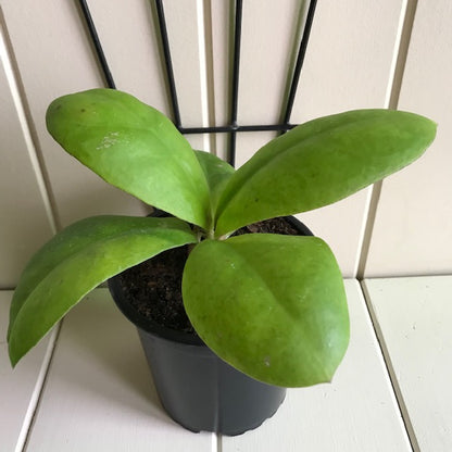 Hoya mitrata IML 1563 H110