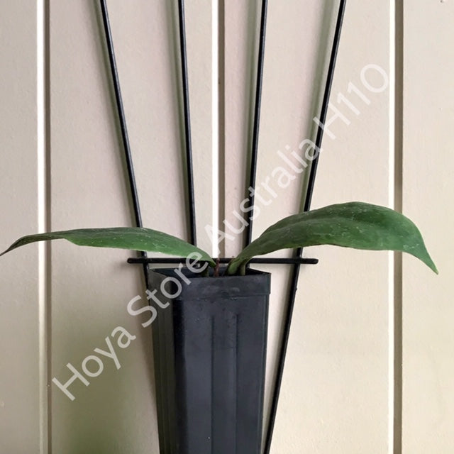 Hoya mitrata IML 1563 H110