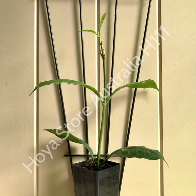 Hoya multiflora 'Shooting Star' IML 0182 H111