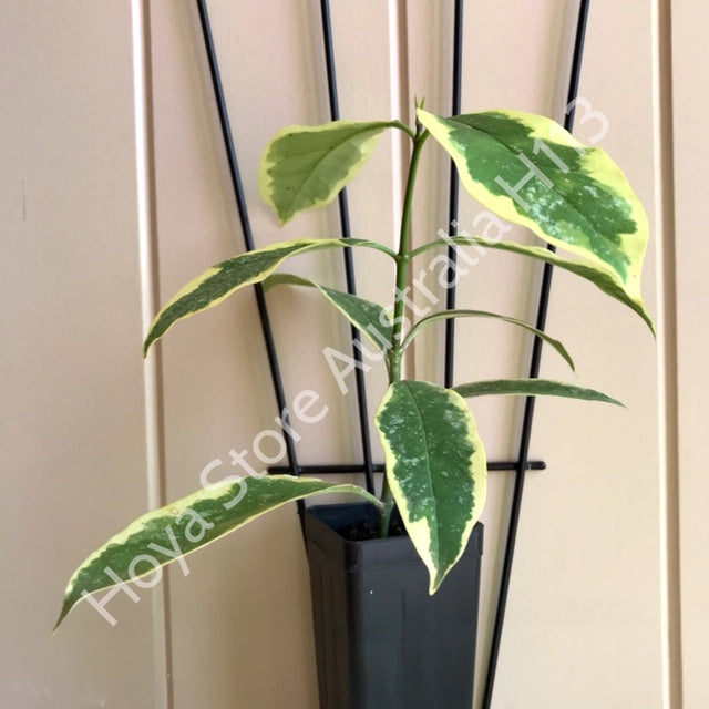 Hoya multiflora albomarginata H113