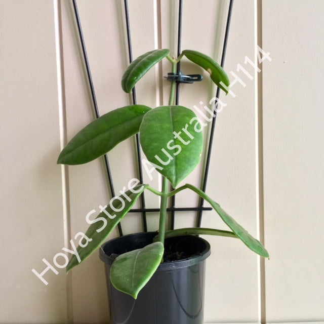 Hoya coronaria H114