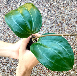 Hoya latifolia IML 1590 H116
